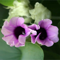 аргирея красивая