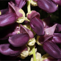 мукуна жгучая